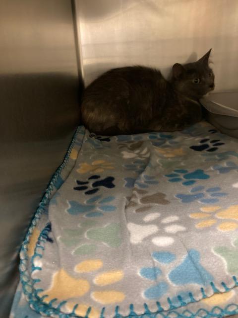 Shelter Stray Female Cat last seen Near BLOCK W 3900, 4522 W 3500 S, West Valley City, UT 84120, USA