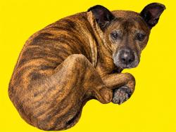 Shelter Stray Male Dog last seen Near BLOCK NW 27TH, 3599 NW 79th Ave, Doral, FL 33122, USA