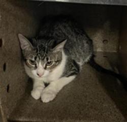Shelter Stray Male Cat last seen Near BLOCK VAN BUREN BL, JURUPA VALLEY, CA, 6851 Van Buren Boulevard, Jurupa Valley, CA 92509, USA