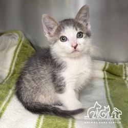 Shelter Stray Male Cat last seen SAND CANYON/ALTON PKWY, 6443 Oak Canyon, Irvine, CA 92618, USA