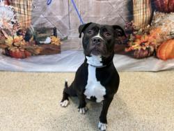 Shelter Stray Female Dog last seen Near BLOCK SW 122 AVE, 3599 NW 79th Ave, Doral, FL 33122, USA