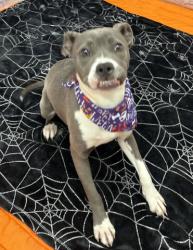 Shelter Stray Female Dog last seen Near BLOCK CAMDEN AVE, DETROIT, MI 48213, 1431 E Ferry St, Detroit, MI 48211, USA