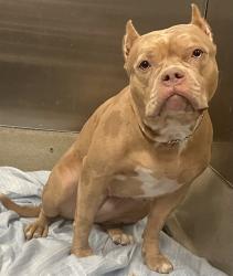 Shelter Stray Female Dog last seen Near BLOCK NW 39 ST, LAUDERDALE LAKES FL 33319, 2400 SW 42nd St, Fort Lauderdale, FL 33312, USA