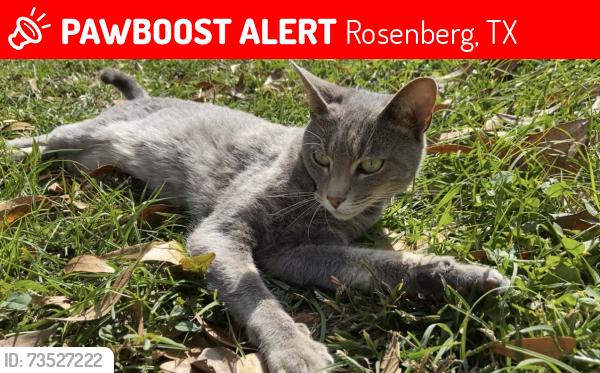 Lost Female Cat last seen Band Road and Marian Lane/Cole Court Rosenberg, Rosenberg, TX 77471