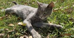 Lost Female Cat last seen Band Road and Marian Lane/Cole Court Rosenberg, Rosenberg, TX 77471