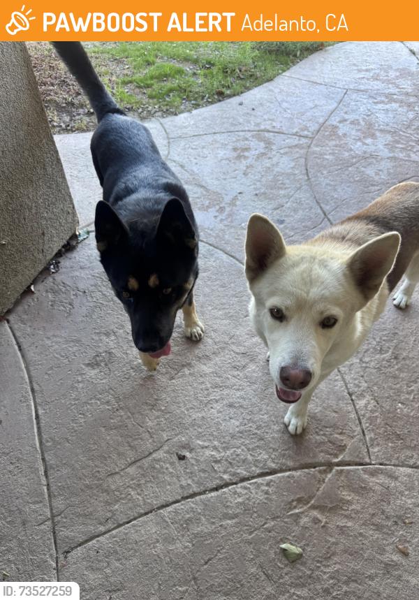 Found/Stray Unknown Dog last seen on bellflower near pamdale rd, Adelanto, CA 92301