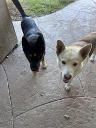 Found/Stray Unknown Dog last seen on bellflower near pamdale rd, Adelanto, CA 92301