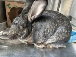 Shelter Stray Female Other last seen , 14409 Vanowen St, Van Nuys, CA 91405, USA