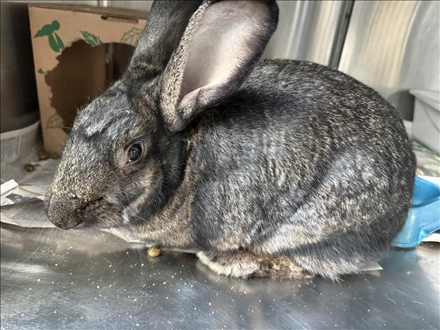 Shelter Stray Female Other last seen , 14409 Vanowen St, Van Nuys, CA 91405, USA