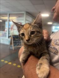 Shelter Stray Female Cat last seen , 14409 Vanowen St, Van Nuys, CA 91405, USA