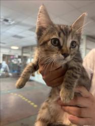 Shelter Stray Male Cat last seen , 14409 Vanowen St, Van Nuys, CA 91405, USA