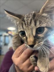 Shelter Stray Female Cat last seen , 14409 Vanowen St, Van Nuys, CA 91405, USA