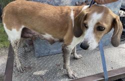 Reunited Female Dog last seen Bowman rd and 41, Shady Hills, FL 34610