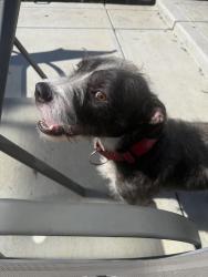 Found/Stray Female Dog last seen Guildford Ave @ E Michigan St, Marion County, IN 46219