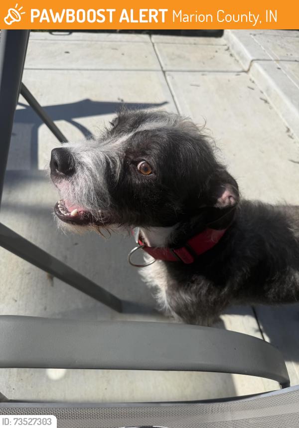 Found/Stray Female Dog last seen Guildford Ave @ E Michigan St, Marion County, IN 46219