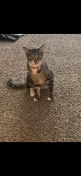 Lost Male Cat last seen Wilcrest Dr and Briar Forest, Houston, TX 77042