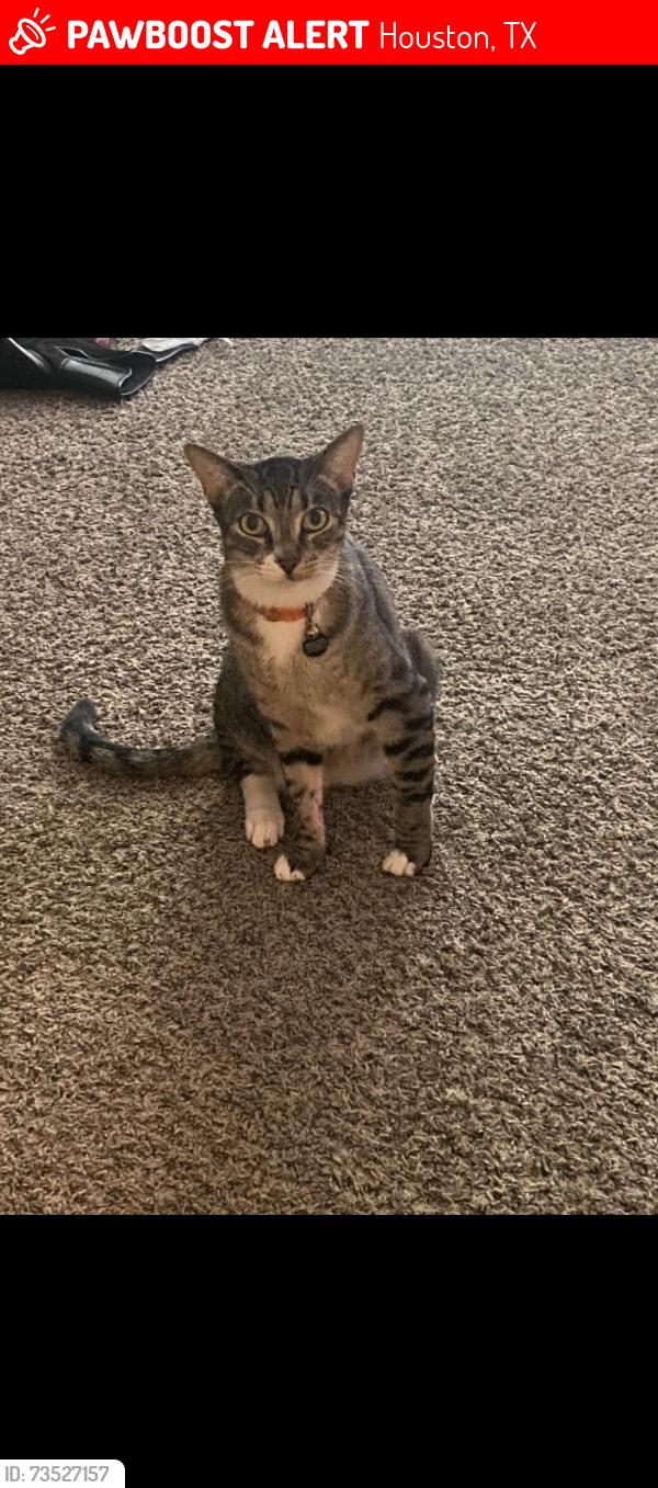 Lost Male Cat last seen Wilcrest Dr and Briar Forest, Houston, TX 77042