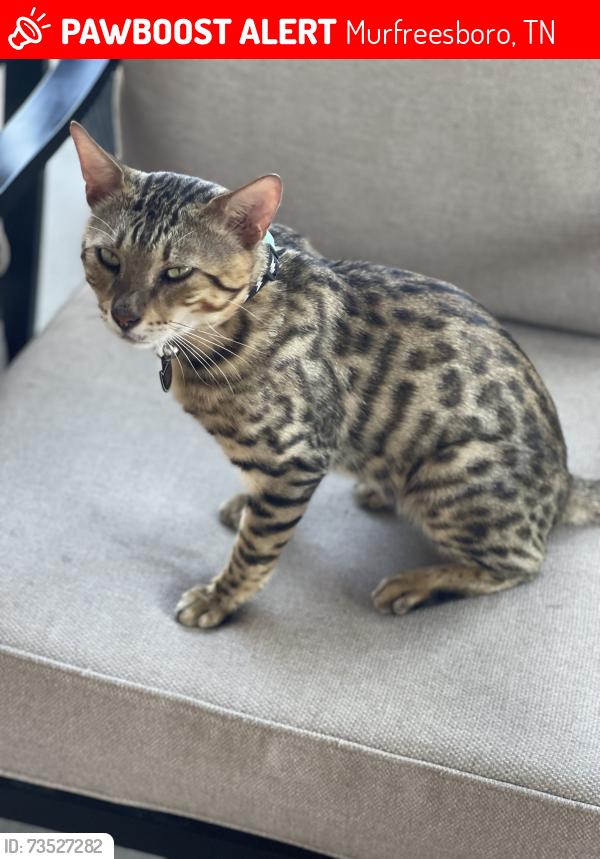 Lost Male Cat last seen River Birch neighborhood/Roy Arnold Rd/East Compton, Murfreesboro, TN 37130