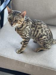 Lost Male Cat last seen River Birch neighborhood/Roy Arnold Rd/East Compton, Murfreesboro, TN 37130