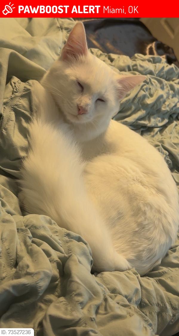 Lost Male Cat last seen 1st and C NW, near the hosp, Miami, OK 74354