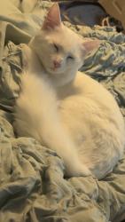 Lost Male Cat last seen 1st and C NW, near the hosp, Miami, OK 74354