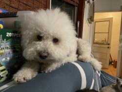 Lost Female Dog last seen Near alwood st, West Covina, CA 91790