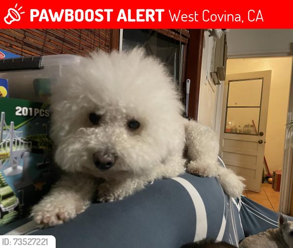 Lost Female Dog last seen Near alwood st, West Covina, CA 91790