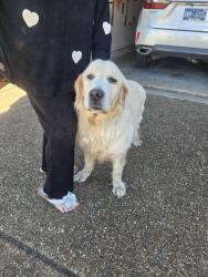 Reunited Unknown Dog last seen Macon Road and Far Drive, Memphis, TN 38016