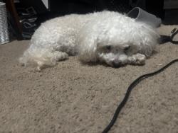 Found/Stray Male Dog last seen Right by Qfc, Thurston County, WA 98513