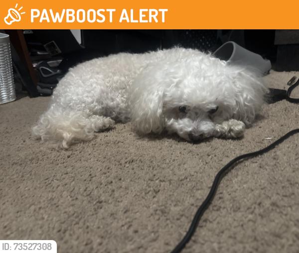 Found/Stray Male Dog last seen Right by Qfc, Thurston County, WA 98513