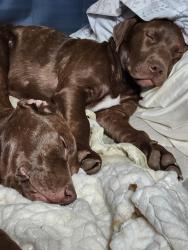 Reunited Male Dog last seen HWY 56, Augusta, GA 30906