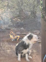 Lost Female Dog last seen Hwy 87 and Fr 626, Rio Verde, AZ 85263