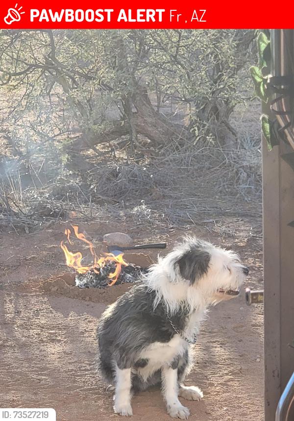 Lost Female Dog last seen Hwy 87 and Fr 626, Rio Verde, AZ 85263