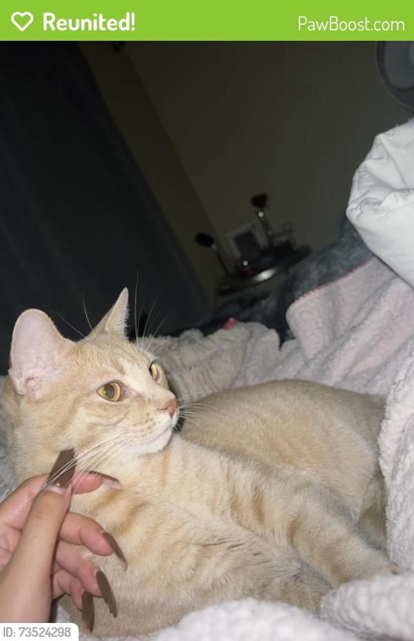 Reunited Male Cat last seen Higley & Germann, Gilbert, AZ 85297