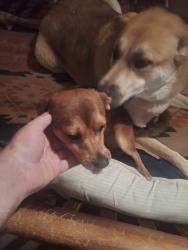 Reunited Male Dog last seen Newsom Rd & Coolwood Ln, Mesquite, Tx 75149, Mesquite, TX 75149