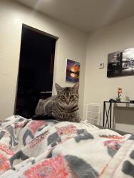 Reunited Female Cat last seen 44th and Sunnylane, Del City, OK 73115