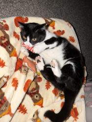 Reunited Female Cat last seen NW 8th St & NW 25th Ave battle ground wa, Battle Ground, WA 98604