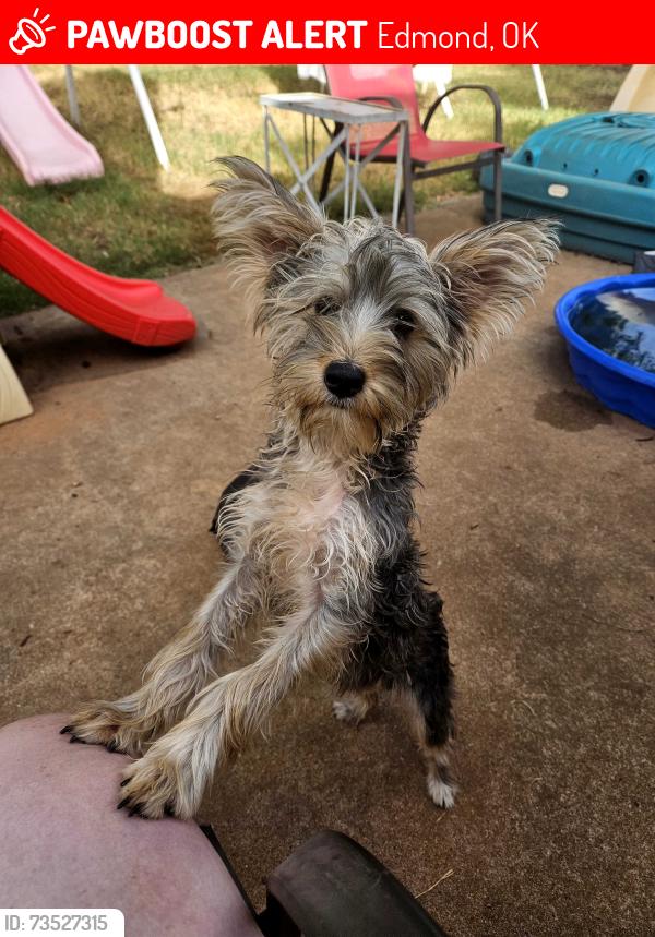 Lost Male Dog last seen 15th and Pine Oak Drive, Edmond, OK 73034