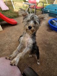 Lost Male Dog last seen 15th and Pine Oak Drive, Edmond, OK 73034