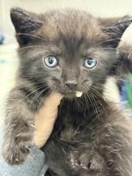 Shelter Stray Male Cat last seen Near S Jefferson Ave 29624, Anderson City, SC, 1320 US-29, Anderson, SC 29626, USA