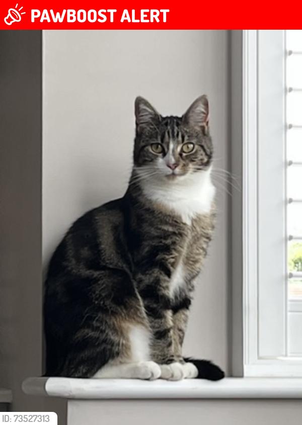Lost Female Cat last seen Dutchman Way, Bessacarr, South Yorkshire, England DN4 7LT