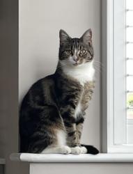 Lost Female Cat last seen Dutchman Way, Bessacarr, South Yorkshire, England DN4 7LT