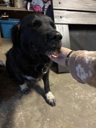 Lost Female Dog last seen Near miller rd and swan creek Saginaw mi, James Township, MI 48609