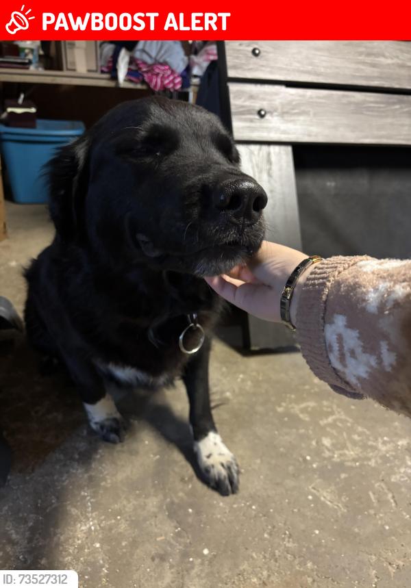 Lost Female Dog last seen Near miller rd and swan creek Saginaw mi, James Township, MI 48609
