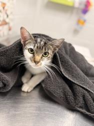 Shelter Stray Female Cat last seen Near Inner cir, 21225, MD, 2490 Giles Rd, Baltimore, MD 21225, USA