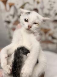 Shelter Stray Male Cat last seen Near Inner cir, 21225, MD, 2490 Giles Rd, Baltimore, MD 21225, USA
