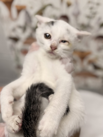 Shelter Stray Male Cat last seen Near Inner cir, 21225, MD, 2490 Giles Rd, Baltimore, MD 21225, USA