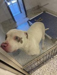 Shelter Stray Male Dog last seen Near Paul Ave NW, Atlanta, GA 30318, Atlanta, GA, 1251 Fulton Industrial Blvd NW, Atlanta, GA 30336, USA