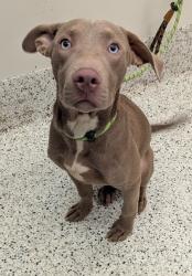 Shelter Stray Male Dog last seen Near Senoia Road, Fairburn, GA, 1251 Fulton Industrial Blvd NW, Atlanta, GA 30336, USA