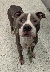 Shelter Stray Male Dog last seen Near Kimberly rd, South Fulton, GA, 1251 Fulton Industrial Blvd NW, Atlanta, GA 30336, USA